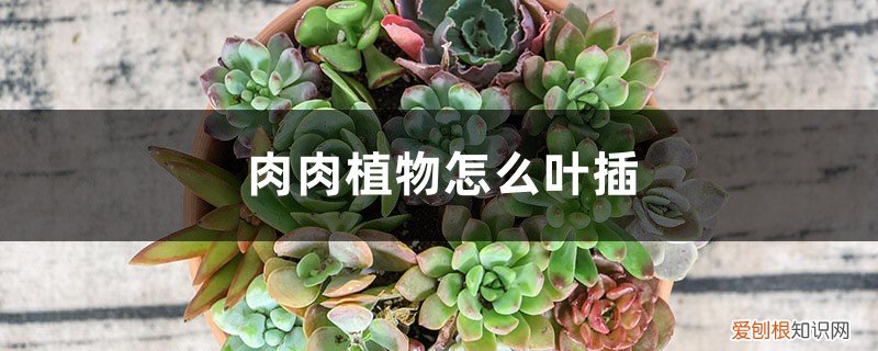 多肉植物如何叶插 肉肉植物怎么叶插