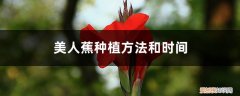 美人蕉种植方法和时间视频 美人蕉种植方法和时间