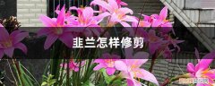 韭菜兰能剪吗 韭兰怎样修剪