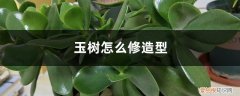 玉树怎么修造型的 玉树怎么修造型