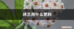 球兰用什么肥料开花 球兰用什么肥料