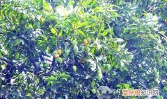 城市路边的芒果能不能吃 路边的芒果能吃吗