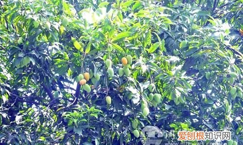 城市路边的芒果能不能吃 路边的芒果能吃吗