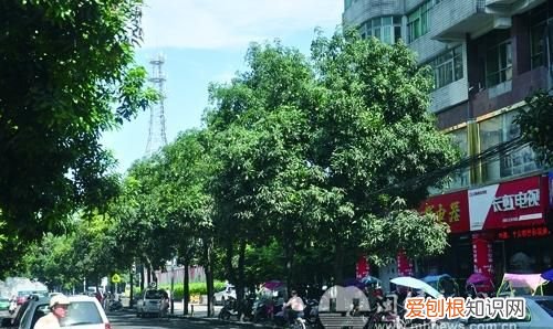 城市路边的芒果能不能吃 路边的芒果能吃吗