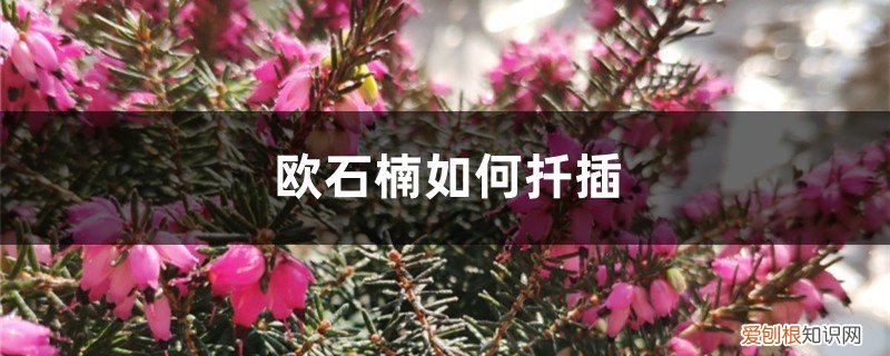 欧石楠如何扦插成活率高 欧石楠如何扦插