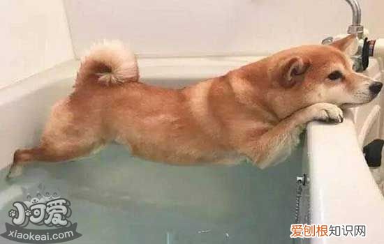 柴犬买回来一直拉稀 柴犬拉稀怎么办