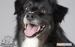 狗狗角膜炎多久能恢复 取决于严重程度和就医情况