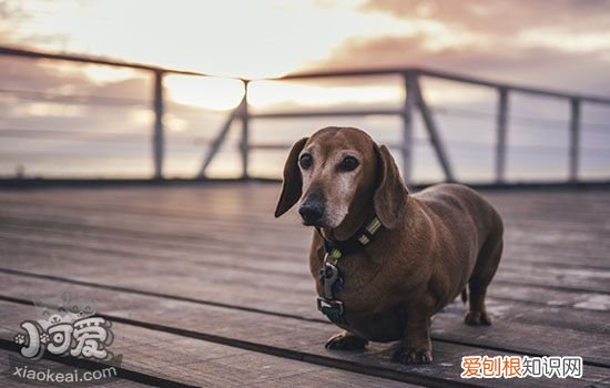 狗狗呕吐没精神 应警惕细小和犬瘟