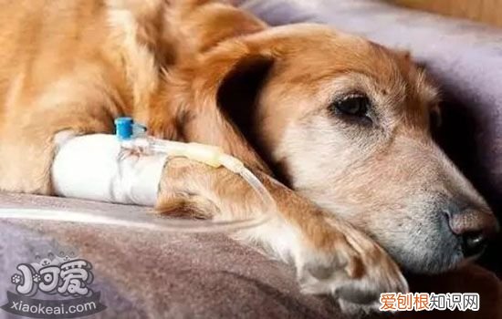 狗狗呕吐没精神 应警惕细小和犬瘟