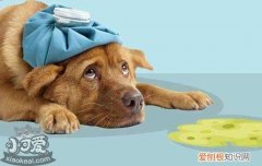 狗狗呕吐怎么回事 五大常见症状及治疗方式