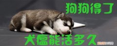 小狗得犬瘟能活多久 狗狗得了犬瘟能活多久