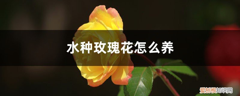 水种玫瑰花怎么养殖 水种玫瑰花怎么养