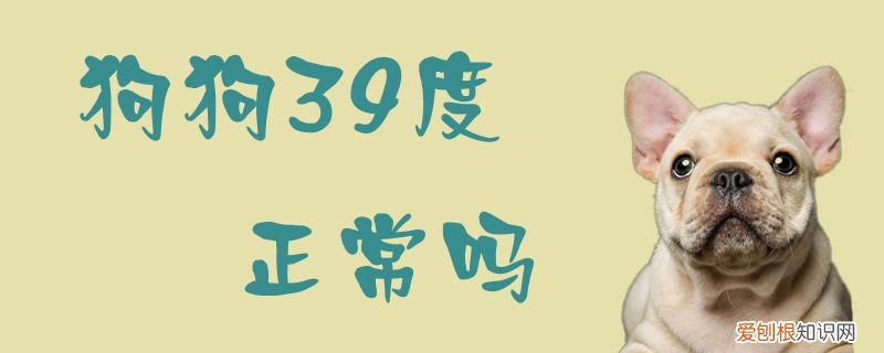 狗狗39.6度正常吗 狗狗39度正常吗