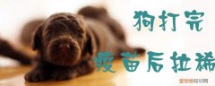 狗打完疫苗后拉稀果冻状带血 狗打完疫苗后拉稀