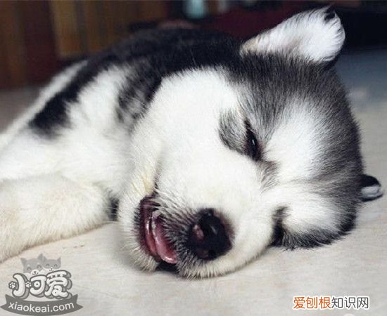 哈士奇细小是什么症状 哈士奇得了细小病毒怎么治