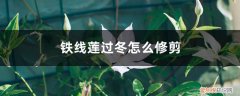 铁线莲冬天修剪 铁线莲过冬怎么修剪