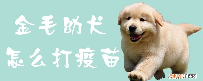 金毛幼犬怎么打疫苗视频 金毛幼犬怎么打疫苗