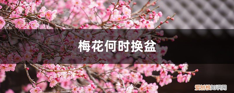 梅花啥时换盆 梅花何时换盆