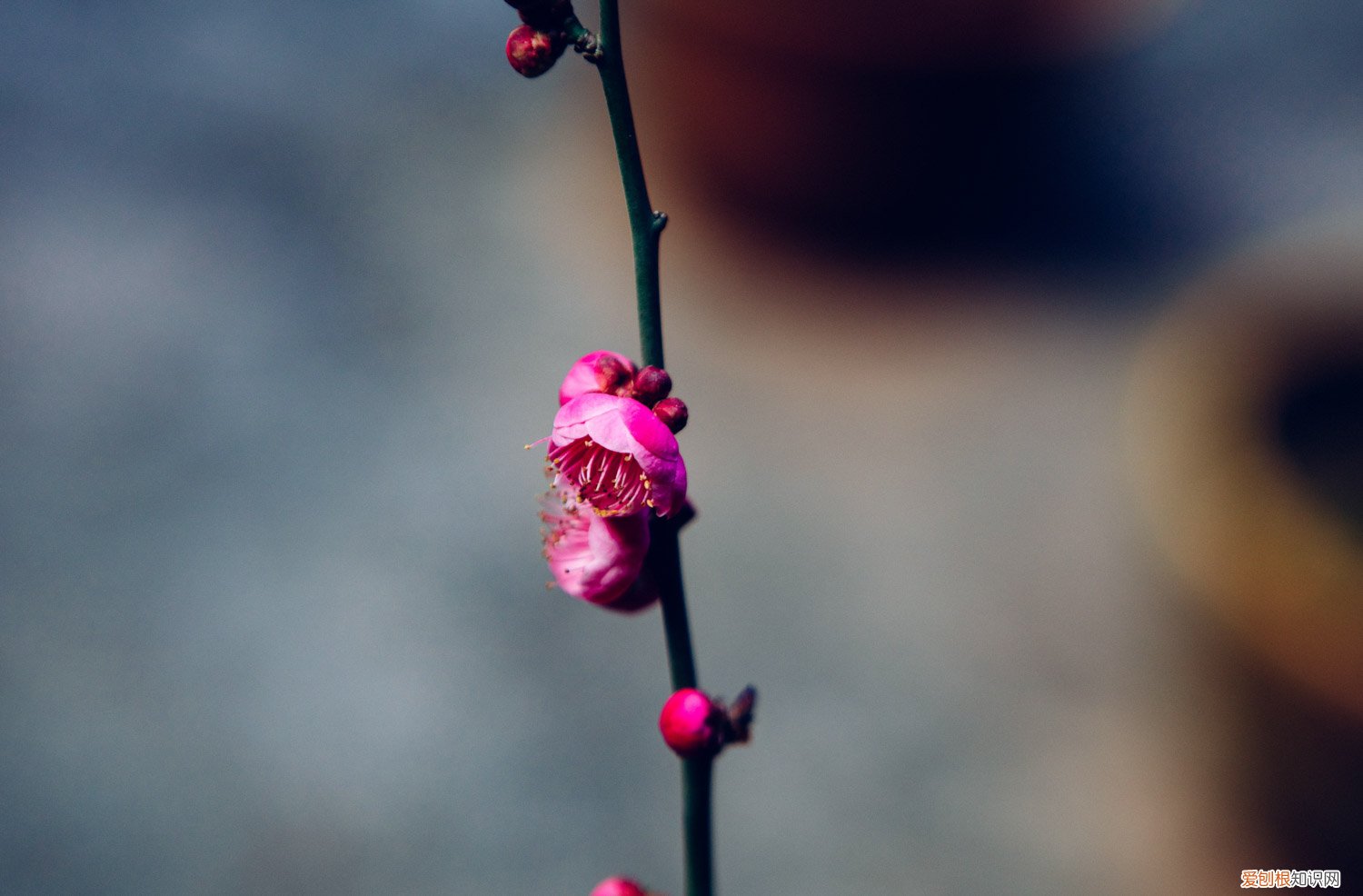 梅花啥时换盆 梅花何时换盆