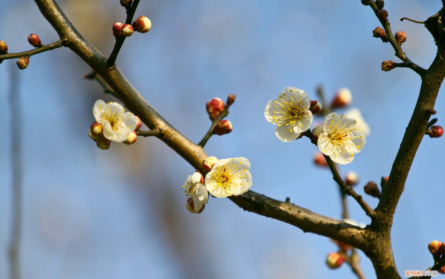 梅花啥时换盆 梅花何时换盆