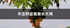 木瓜籽种出来盆栽结木瓜吗 木瓜籽盆栽能长大吗