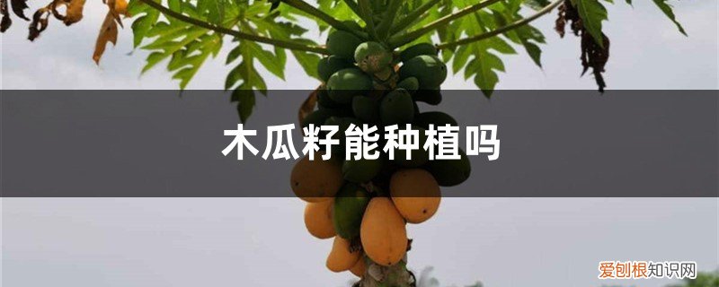 木瓜籽能种吗? 木瓜籽能种植吗