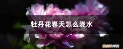 牡丹开花时怎么浇水 牡丹花春天怎么浇水