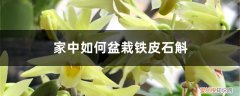 家中如何盆栽铁皮石斛花 家中如何盆栽铁皮石斛