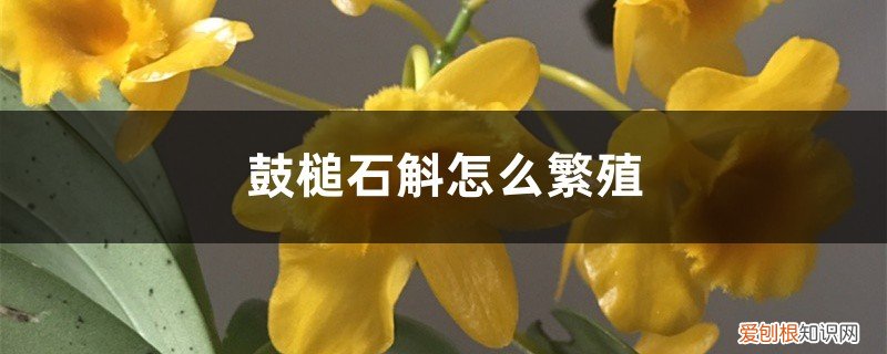 鼓槌石斛怎么繁殖方法 鼓槌石斛怎么繁殖