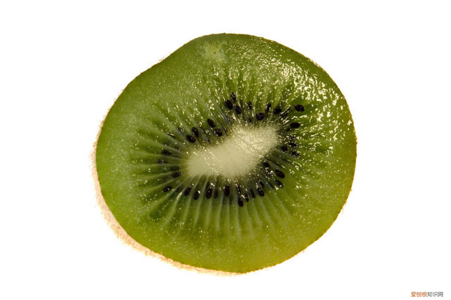 猕猴桃的养殖方法有哪些十七集 猕猴桃的养殖方法