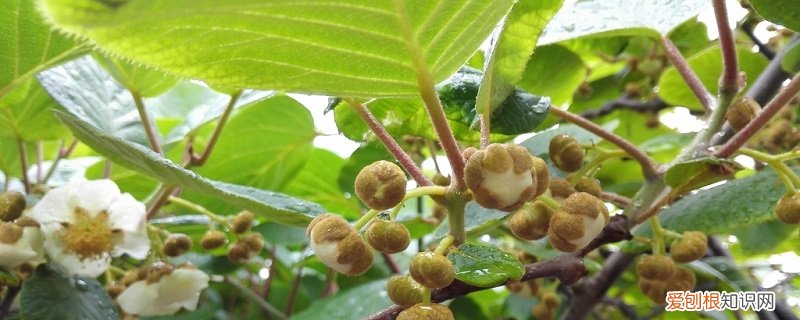 猕猴桃的养殖方法有哪些十七集 猕猴桃的养殖方法