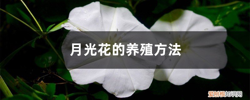 月光花的养殖方法视频 月光花的养殖方法