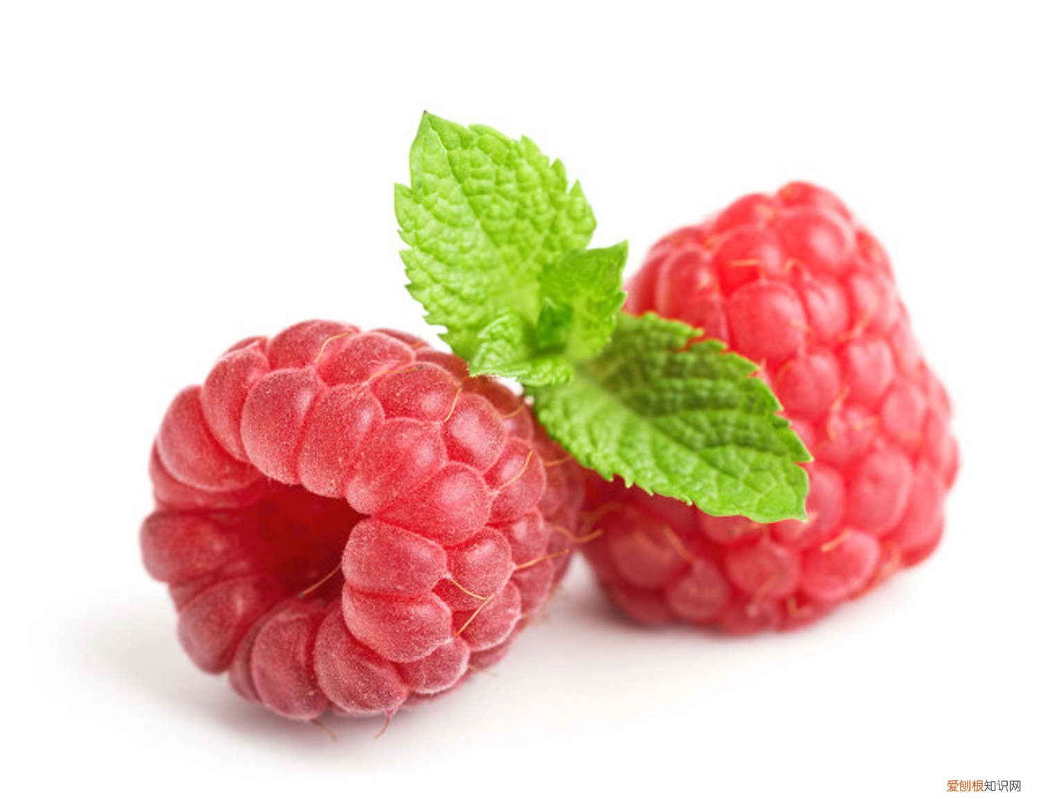 树莓的养殖 怎么养树莓