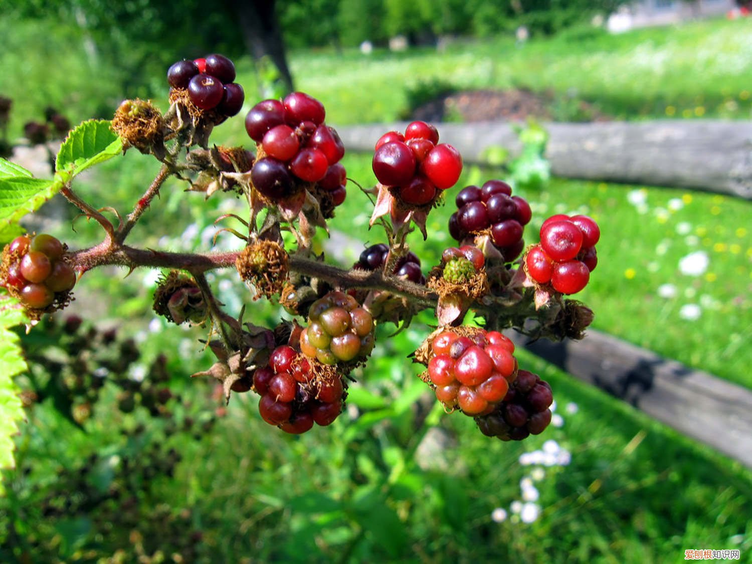 树莓的养殖 怎么养树莓