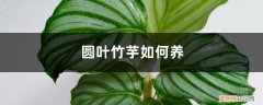 圆叶竹芋如何养护和浇水 圆叶竹芋如何养