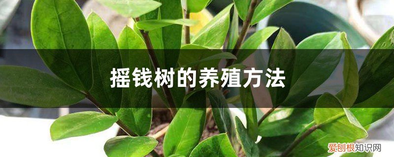 摇钱树的养殖方法和注意事项树可以施肥吗 摇钱树的养殖方法