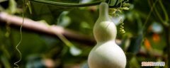 葫芦的养殖方法和注意事项葫芦成长过成图片 葫芦的养殖方法