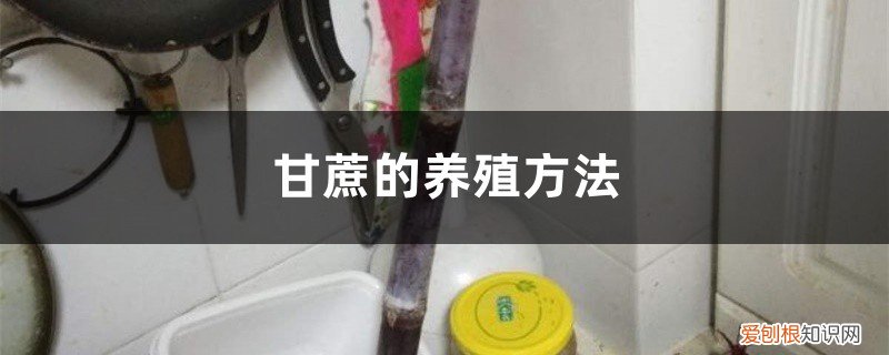 甘蔗的养殖方法有哪些 甘蔗的养殖方法