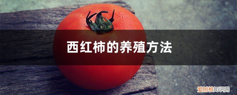 西红柿怎么养植 西红柿的养殖方法