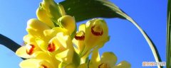 黄花鹤顶兰的养殖方法视频 黄花鹤顶兰的养殖方法