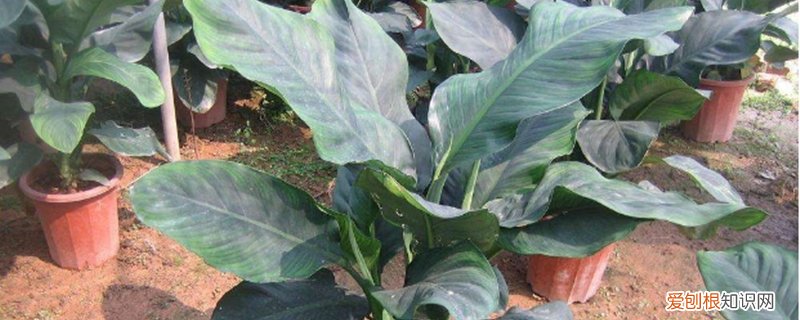绿霸王绿植 绿霸王如何养