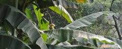 芭蕉的种植与养殖方法 芭蕉的养殖方法