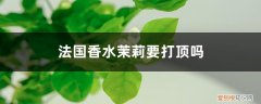 法国香水茉莉怎么不开花 法国香水茉莉要打顶吗