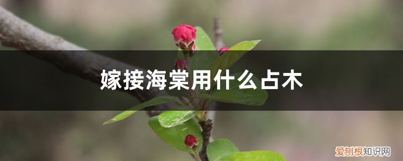 嫁接海棠用什么砧木好 嫁接海棠用什么砧木