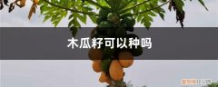 木瓜籽能不能种起来 木瓜籽可以种吗