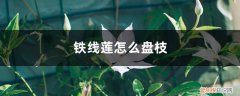 铁线莲盘枝方向 铁线莲怎么盘枝