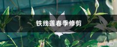 铁线莲秋季需要修剪吗 铁线莲春季修剪