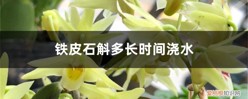 铁皮石斛植物花多久浇水 铁皮石斛多长时间浇水