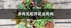 哪些多肉植物开花会死 多肉瓦松开花会死吗