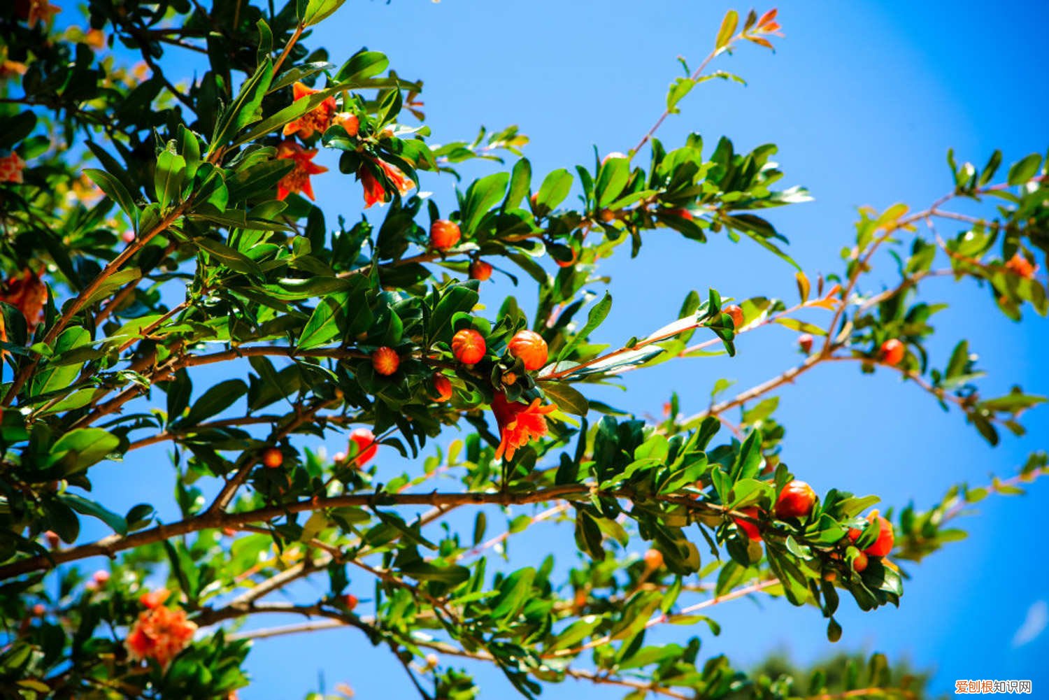 石榴嫁接时间和方法嫁 石榴嫁接时间